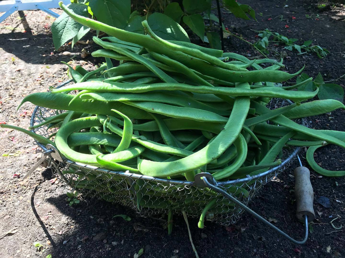 Runner Beans 10-08-2020